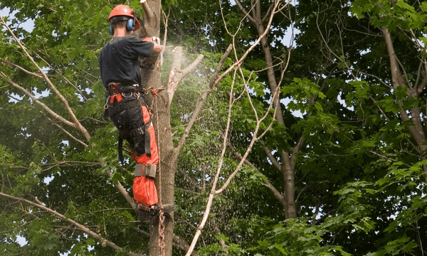 Tree trimming worker utilizing a chainsaw while  trimming a large branch. 