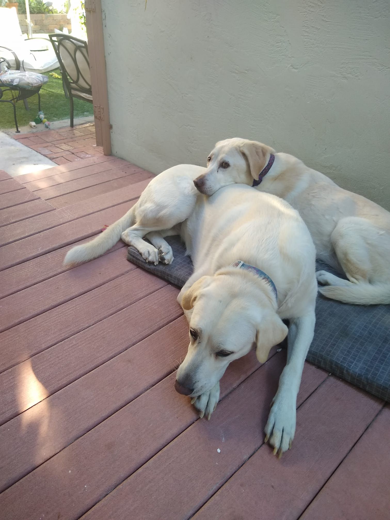 Two yellow Labrador dogs resting on a wooden deck. One dog rests its head on the other.
