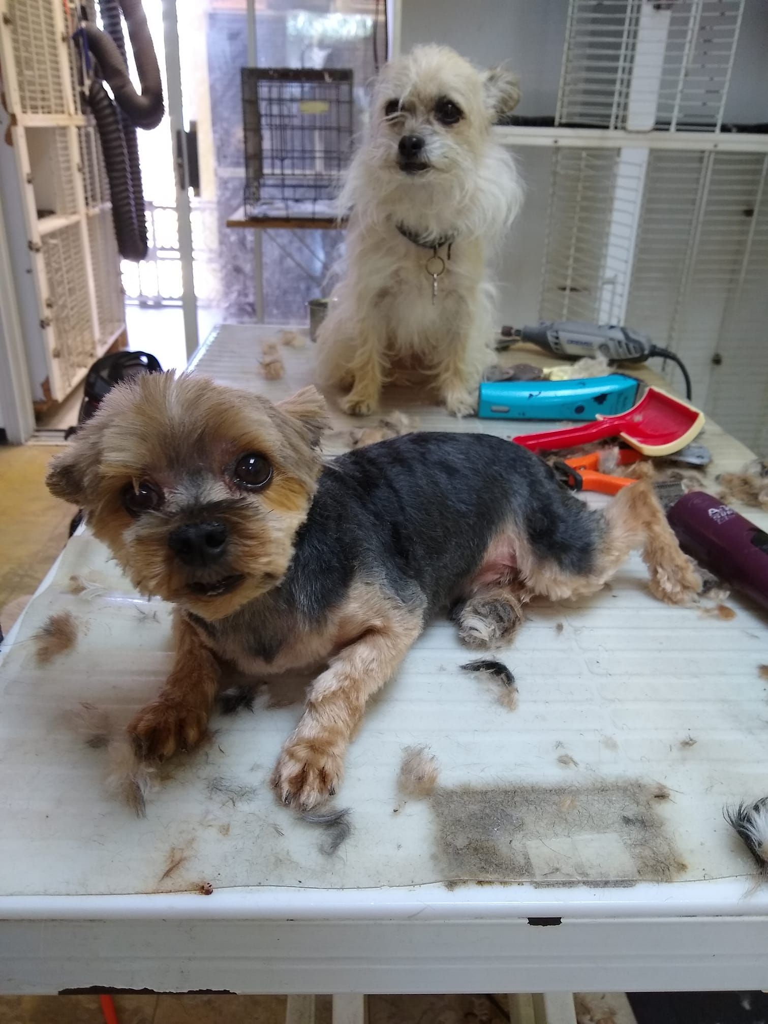 Two dogs on a grooming table; a partially shorn Yorkie in the foreground, small white dog in the background.
