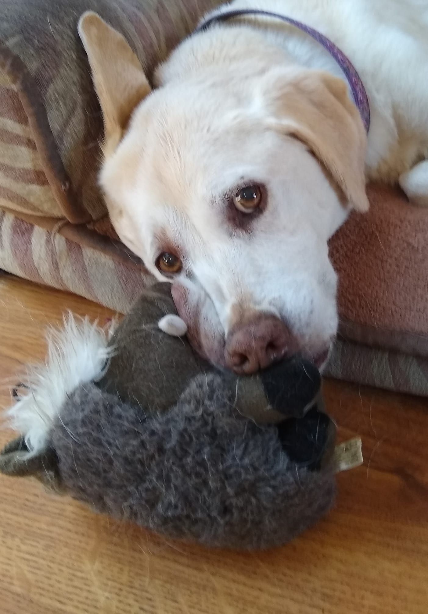 Yellow Labrador dog with brown eyes chewing a gray stuffed hedgehog toy, resting on a brown cushion.