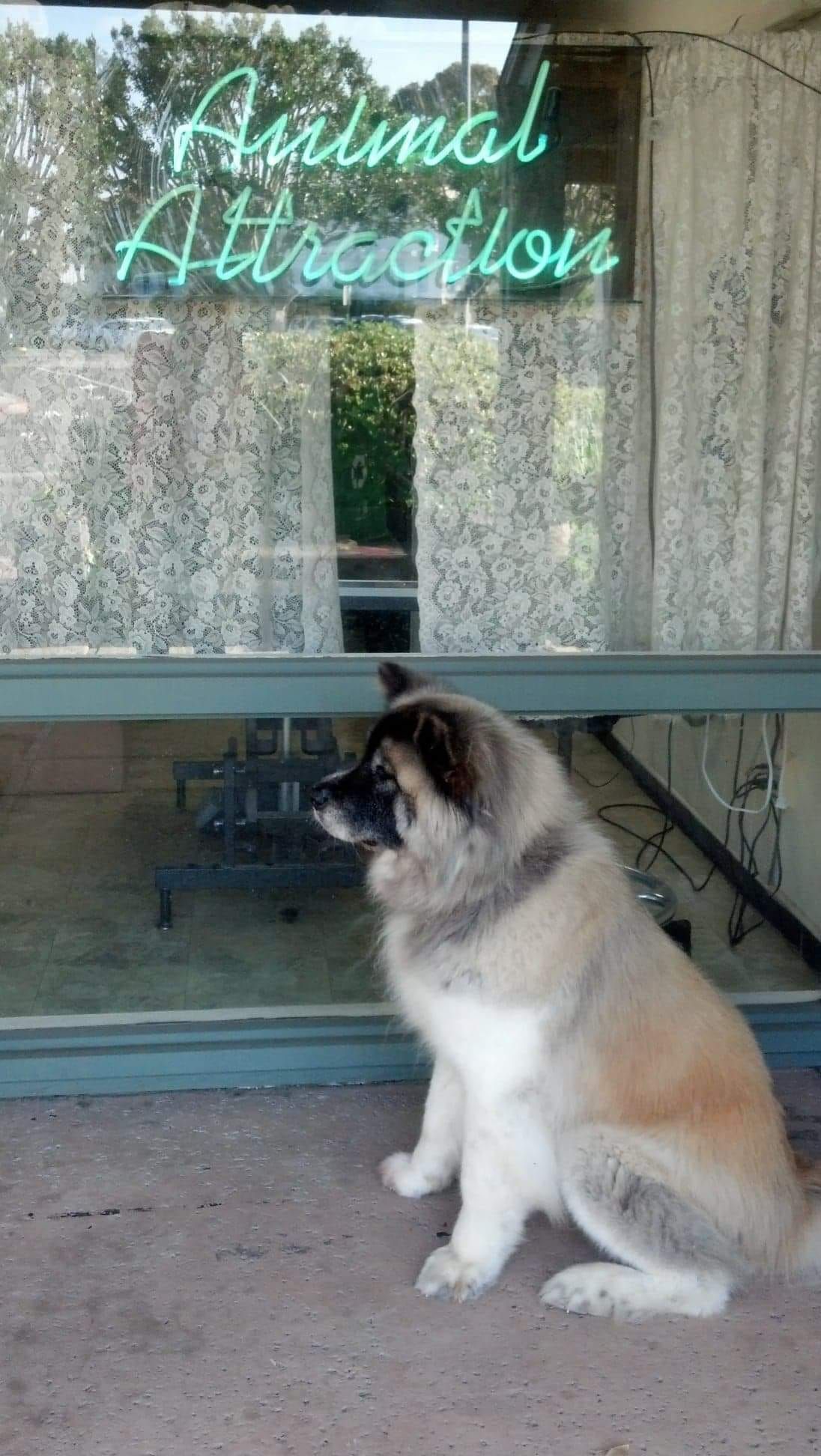 Large dog sits in front of