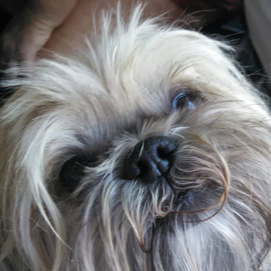 Close-up of a small, fluffy dog with light-colored fur looking towards the camera.