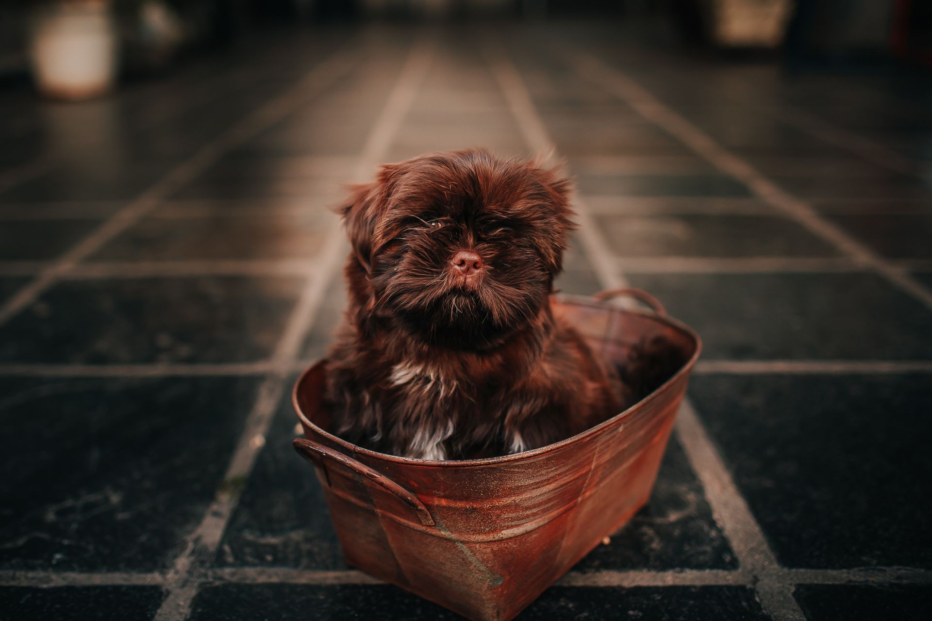 Brown Shih Tzu puppy sits in a woven basket on a tiled floor.