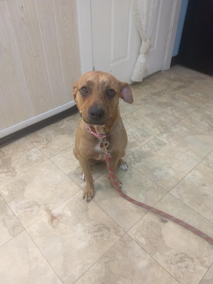 Brown dog sitting on a patterned floor, wearing a pink collar and leash. Leaning against a wall.