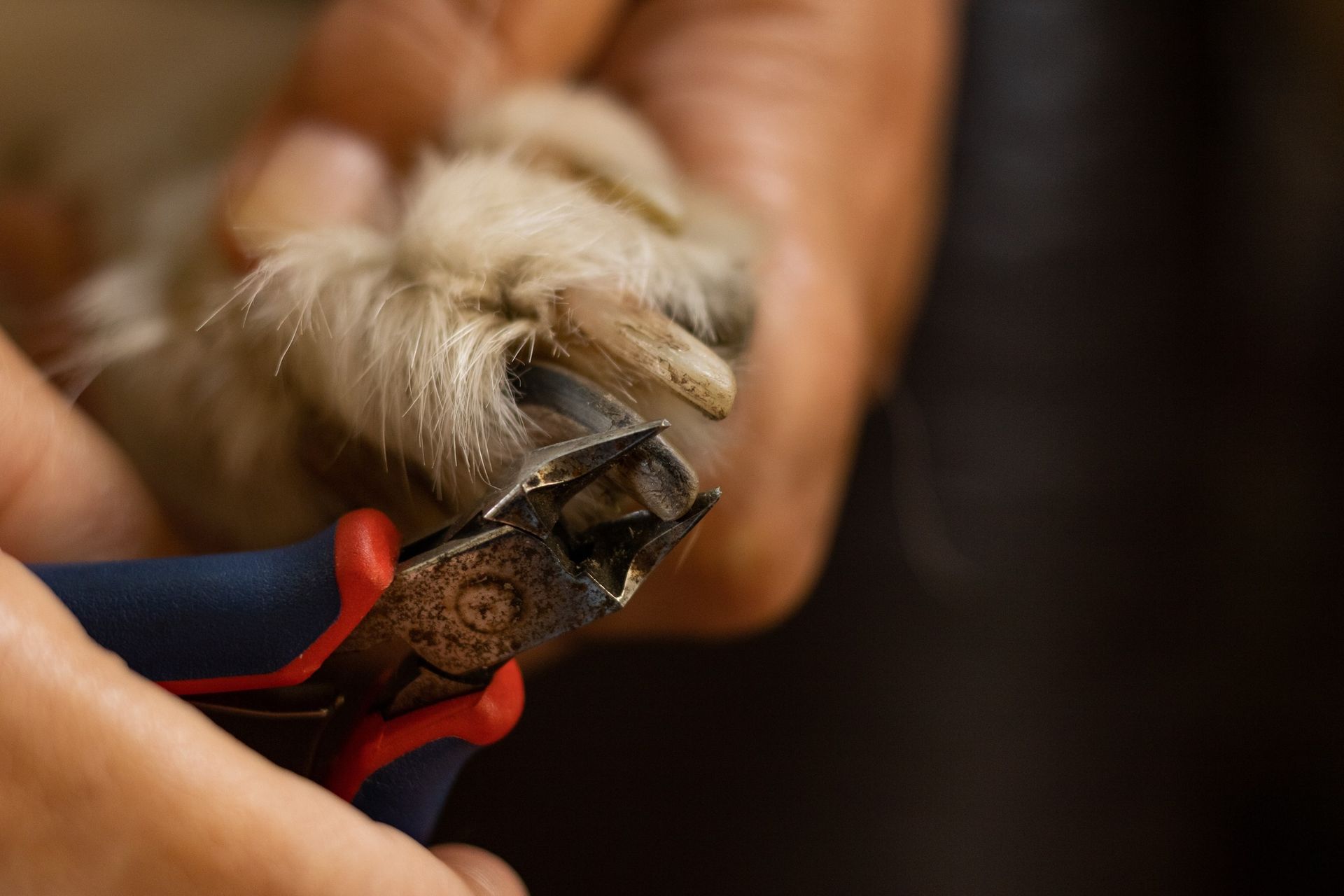 Person trimming a dog's nails with clippers. Hands holding the dog's paw and the tool, close-up shot.
