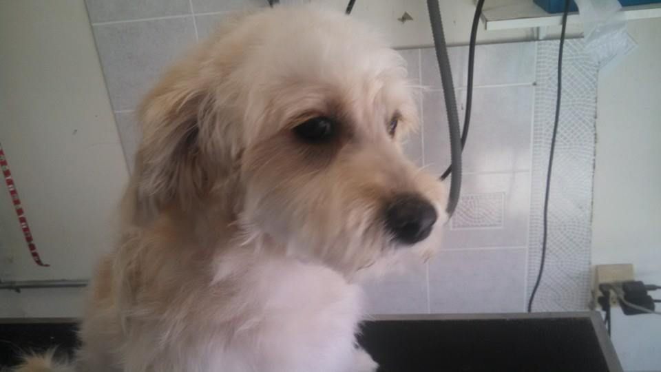 Tan and white fluffy dog looking to the side; inside a room, possibly grooming.