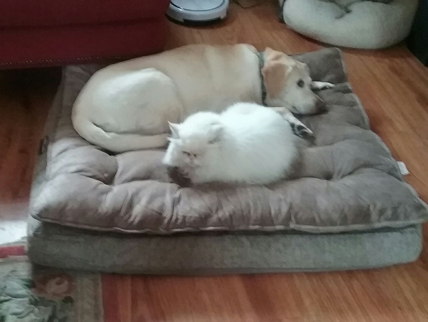 Yellow lab and fluffy white cat resting together on a brown dog bed on a hardwood floor.