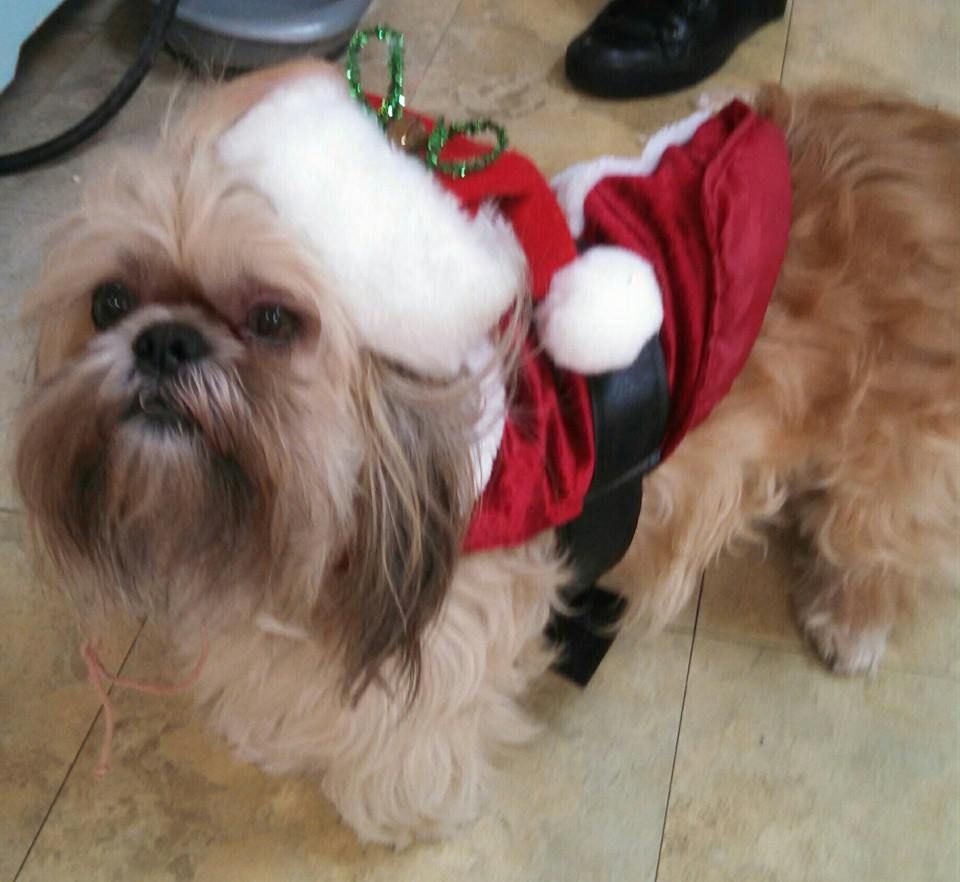 Shih Tzu dog in a Santa Claus costume, looking up. Red and white outfit with a hat.