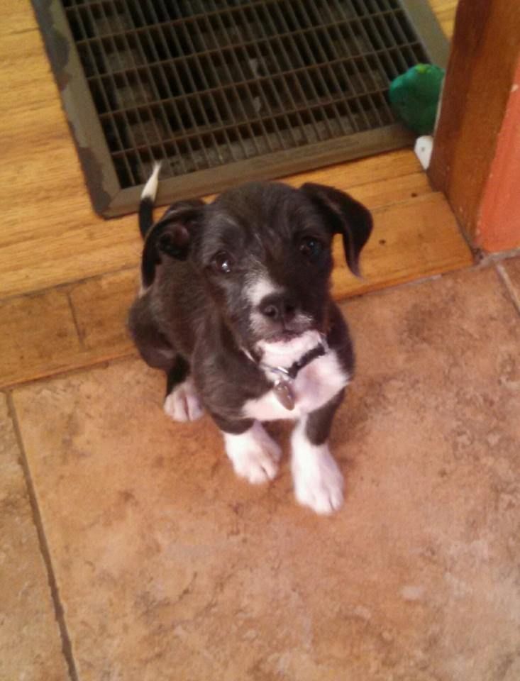 Black and white puppy sitting, wearing a collar, looking up with a neutral expression on tile floor.