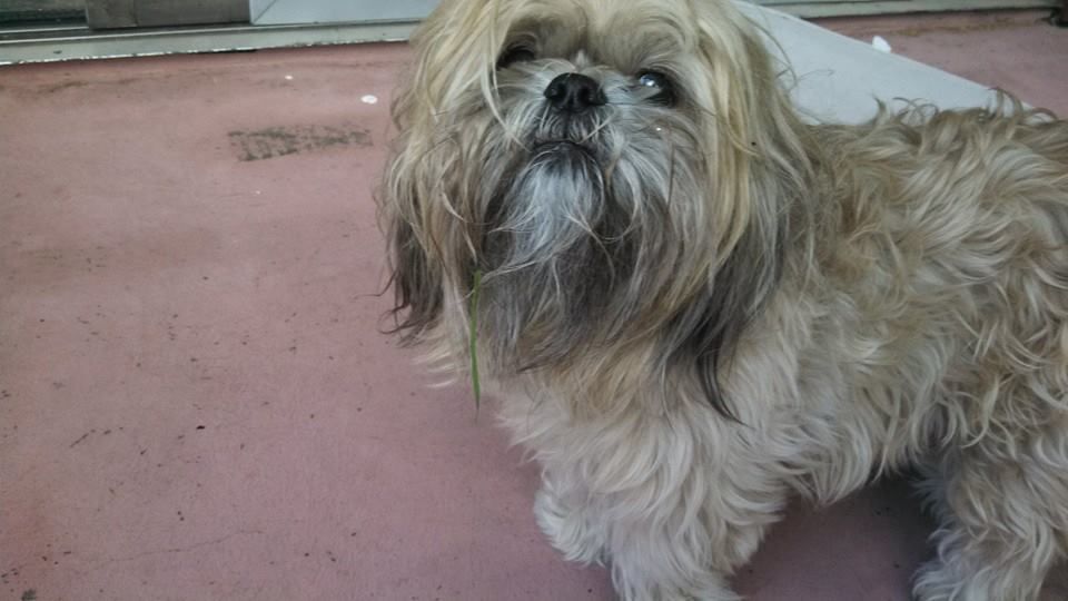 Shaggy, light-brown Shih Tzu looking upward, with a piece of grass in its mouth, on a pink surface.