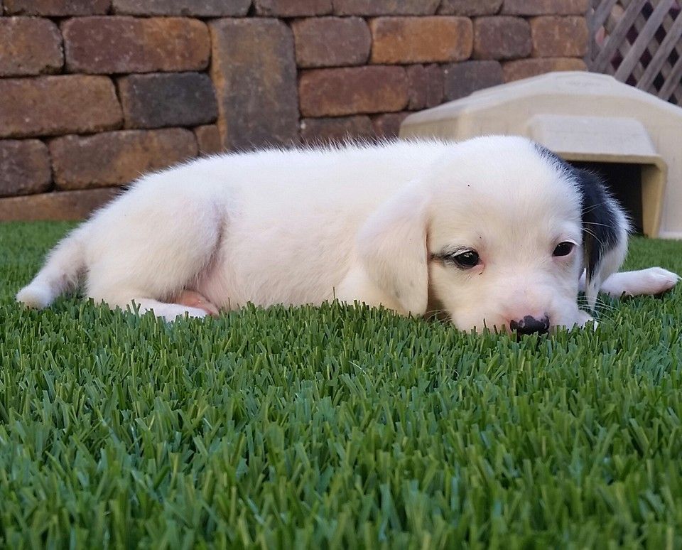 White and black puppy lying on green grass in front of a brick wall and a dog house.