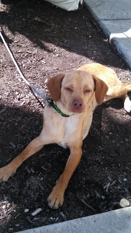 Tan dog resting on ground, wearing a green collar.