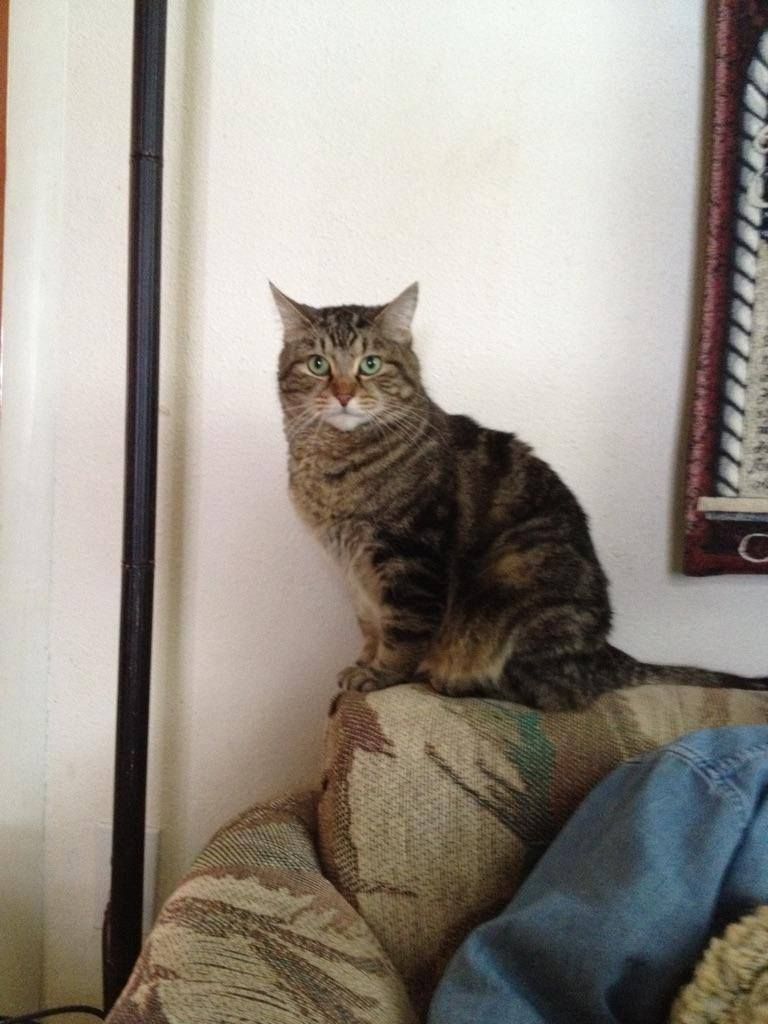 Tabby cat sitting on a couch, looking at the camera. Brown and tan fur, green eyes.