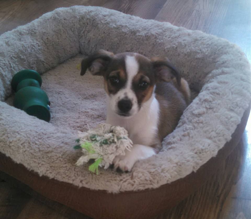 Small dog with brown and white fur in a fluffy bed, looking at the camera, with toys.