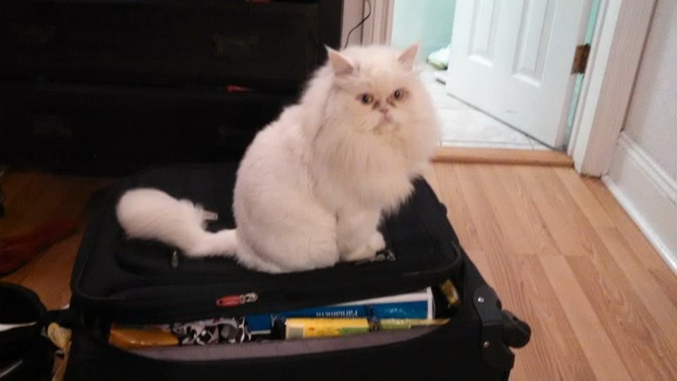 White fluffy Persian cat sits on a black suitcase in a room with hardwood floors.