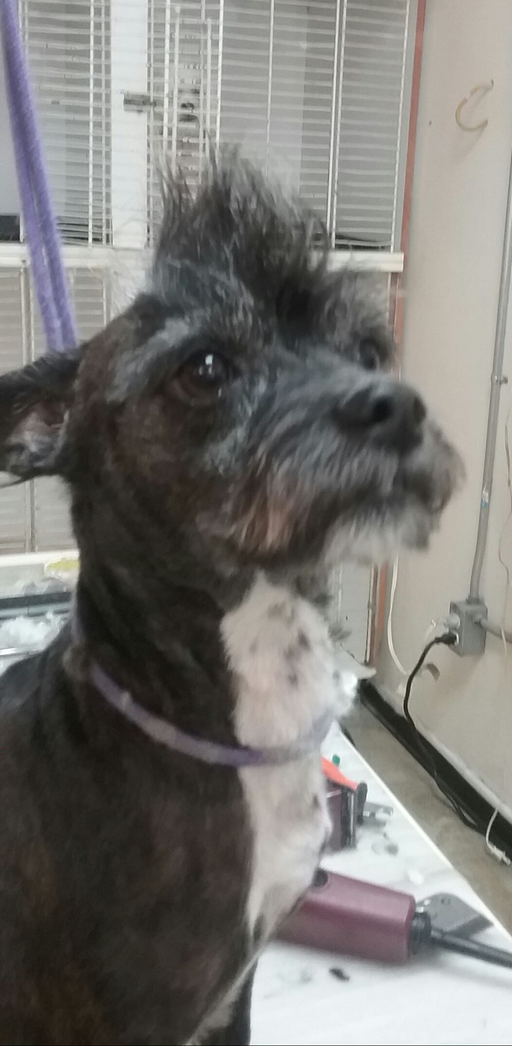 A small black dog with white chest has a spiked haircut, is collared, and looks upward.