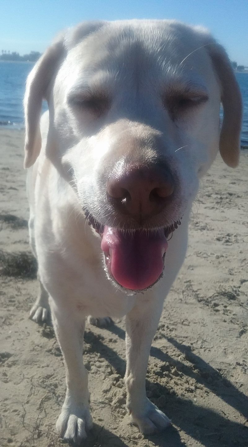 Smiling yellow Labrador on a sandy beach with eyes closed, tongue out. Blue water background.