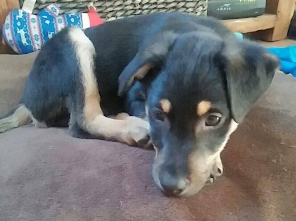 Black and tan puppy lying on a brown cushion, looking down.
