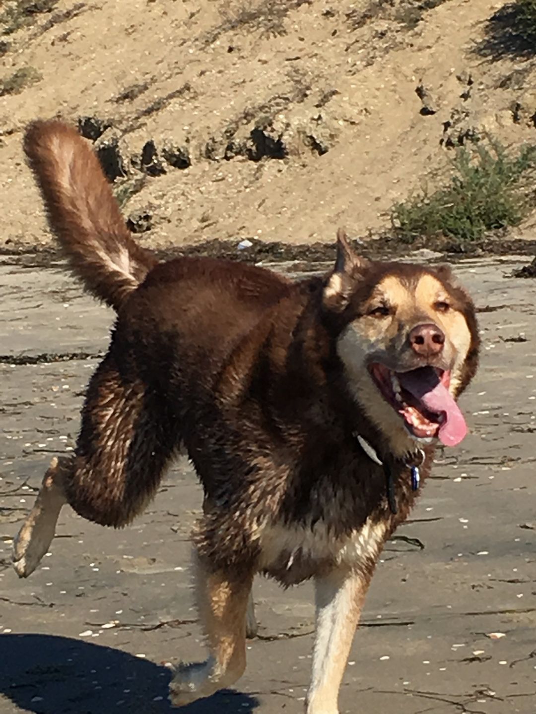 Brown and cream dog running on a sandy beach, mouth open, tail up.