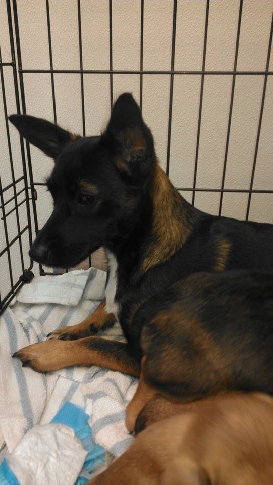 Black and tan dog resting in a crate on a blue and white striped blanket.