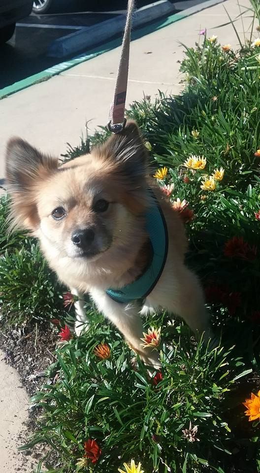 Small tan dog in blue harness peeks out of colorful flowers, on leash, sunny outdoors.