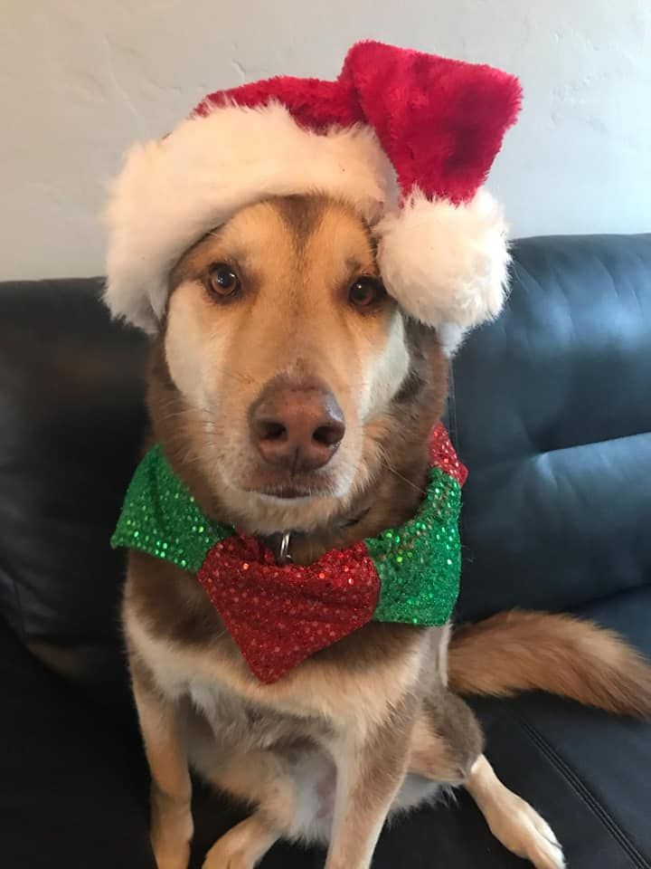 Dog wearing a Santa hat and a green and red sparkly scarf, sitting on a black couch.