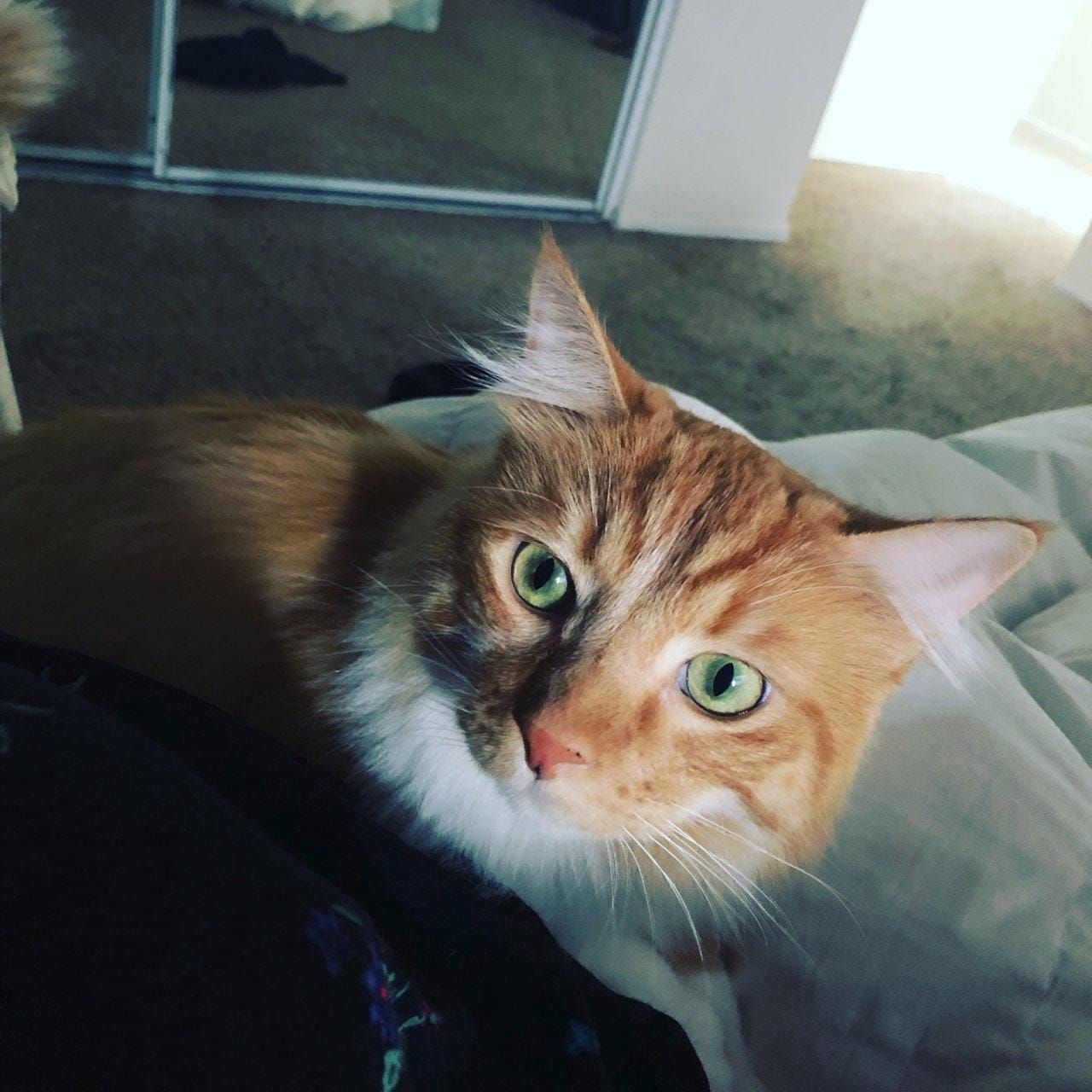 Orange tabby cat with green eyes rests on a white bed, looking up.