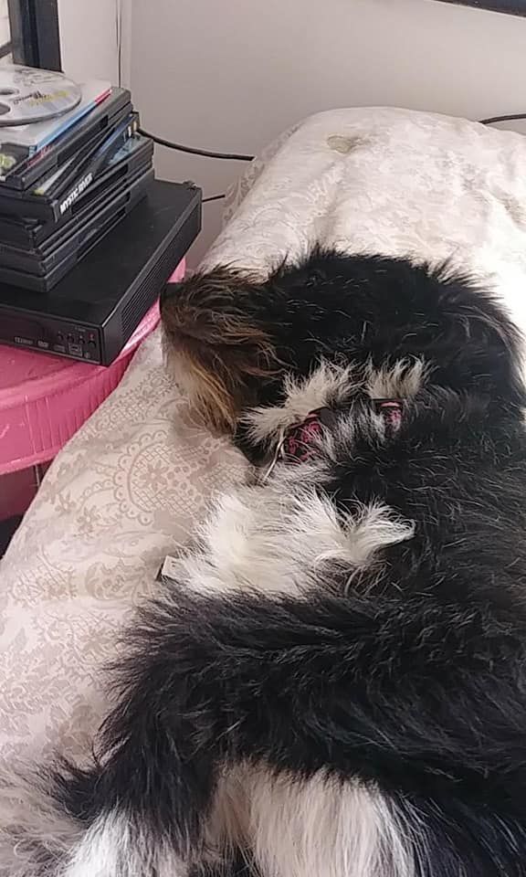 Black and white fluffy dog resting on a patterned surface. A stack of DVDs is in the background.