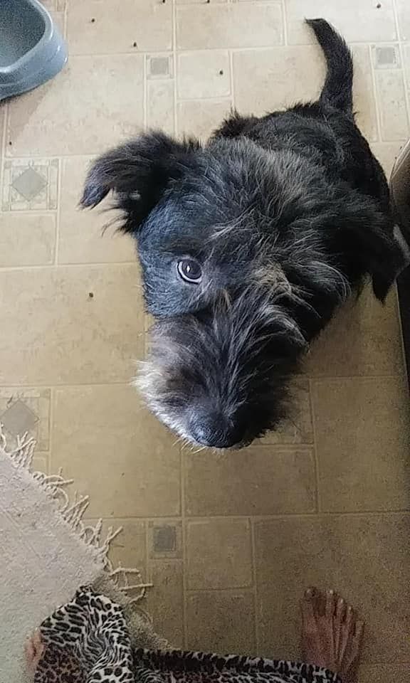 Black scruffy dog looking upwards, sitting on a tiled floor.