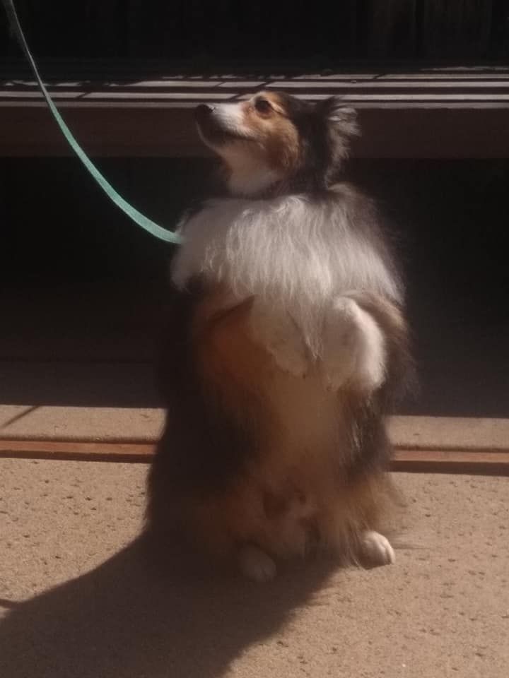 Dog standing upright, looking up. Tricolor coat, leash attached. Outdoors, sunny.