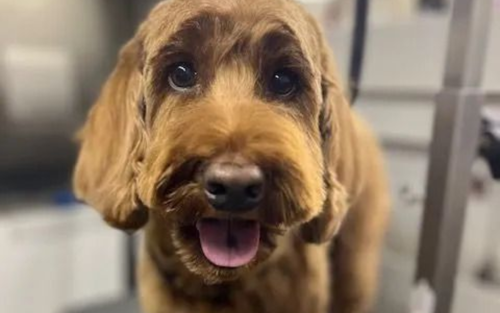Small tan dog in blue harness peeks out of colorful flowers, on leash, sunny outdoors.