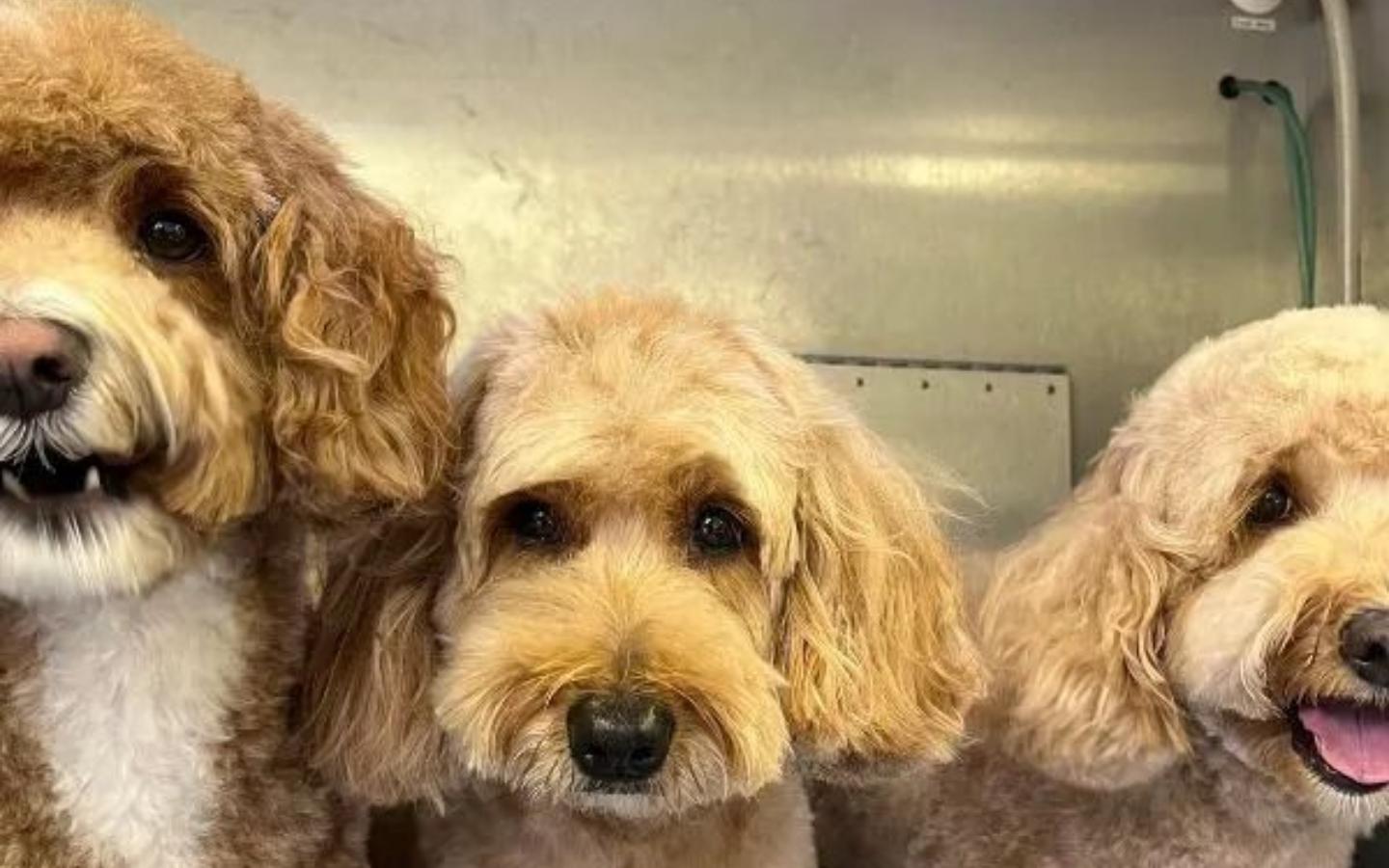 Fluffy, light-brown dog with closed eyes, black nose, and long fur, resting its head.