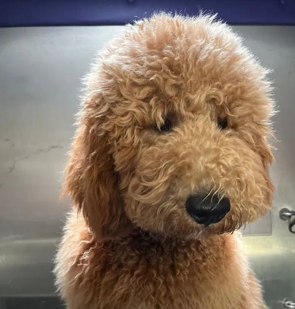 Brown and cream dog running on a sandy beach, mouth open, tail up.