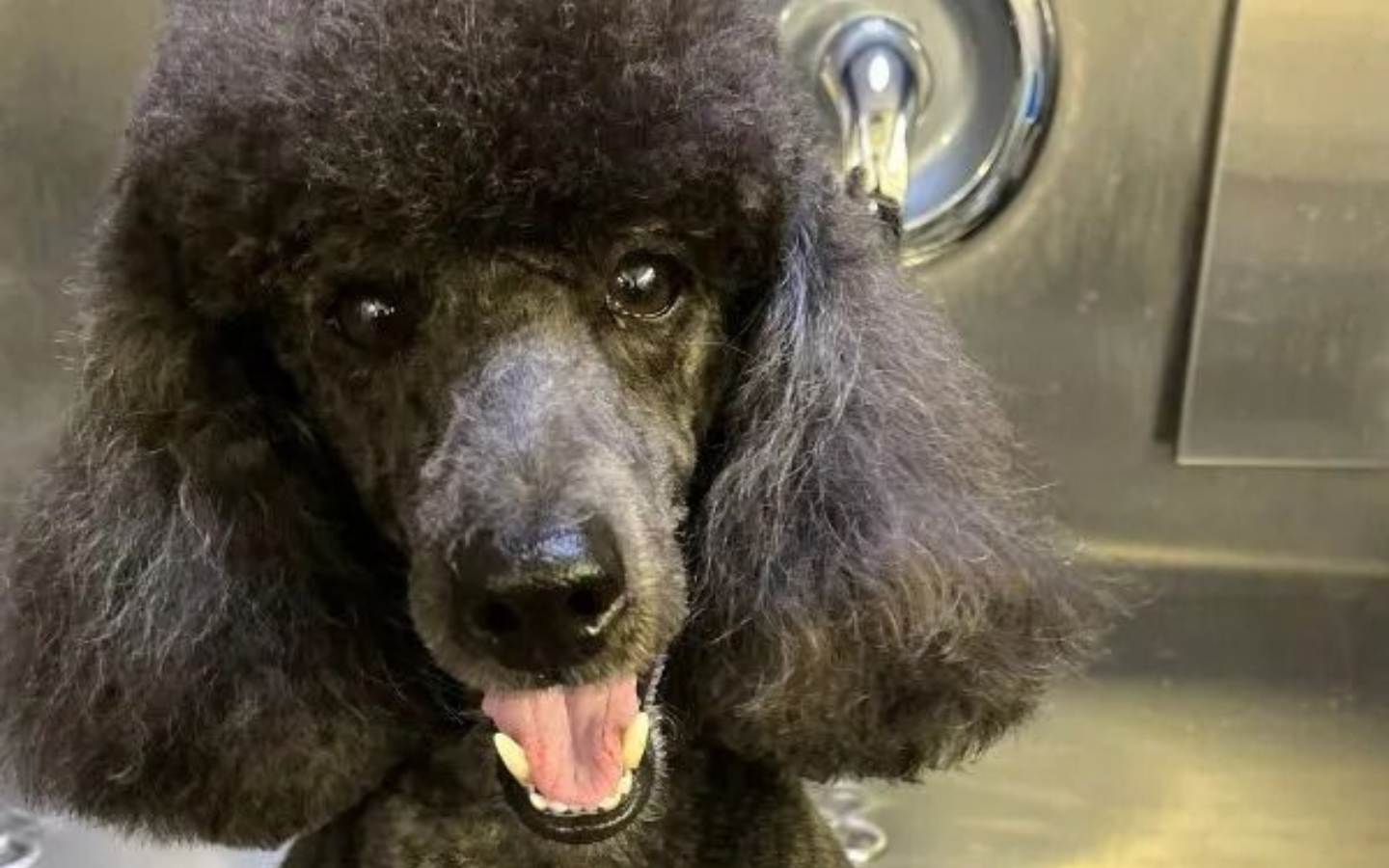 Black and white Shih Tzu dog with tongue out, wearing a blue collar with a red tag, standing indoors.