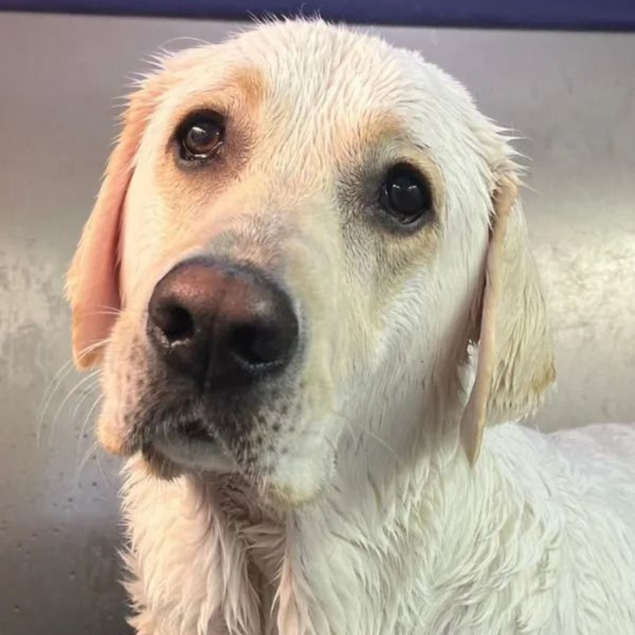Three tan poodles stand side-by-side, recently groomed. One smiles, others look forward, inside a grooming salon.