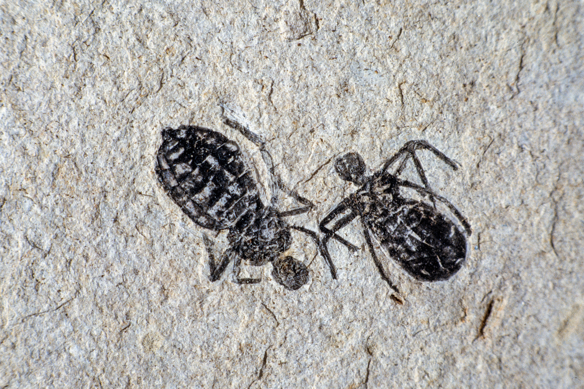 bug-fossil