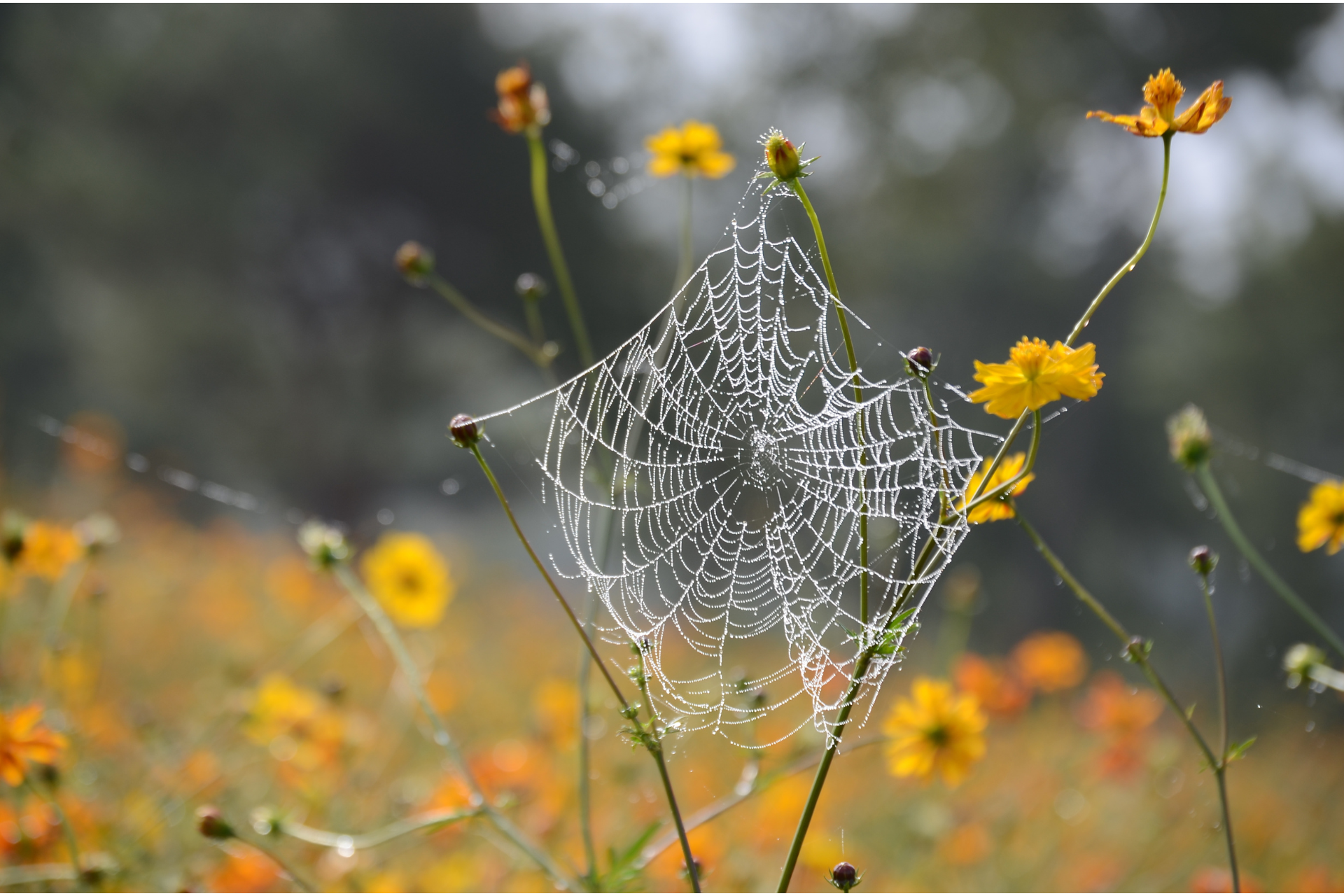 A spider web in a field of yellow flowers