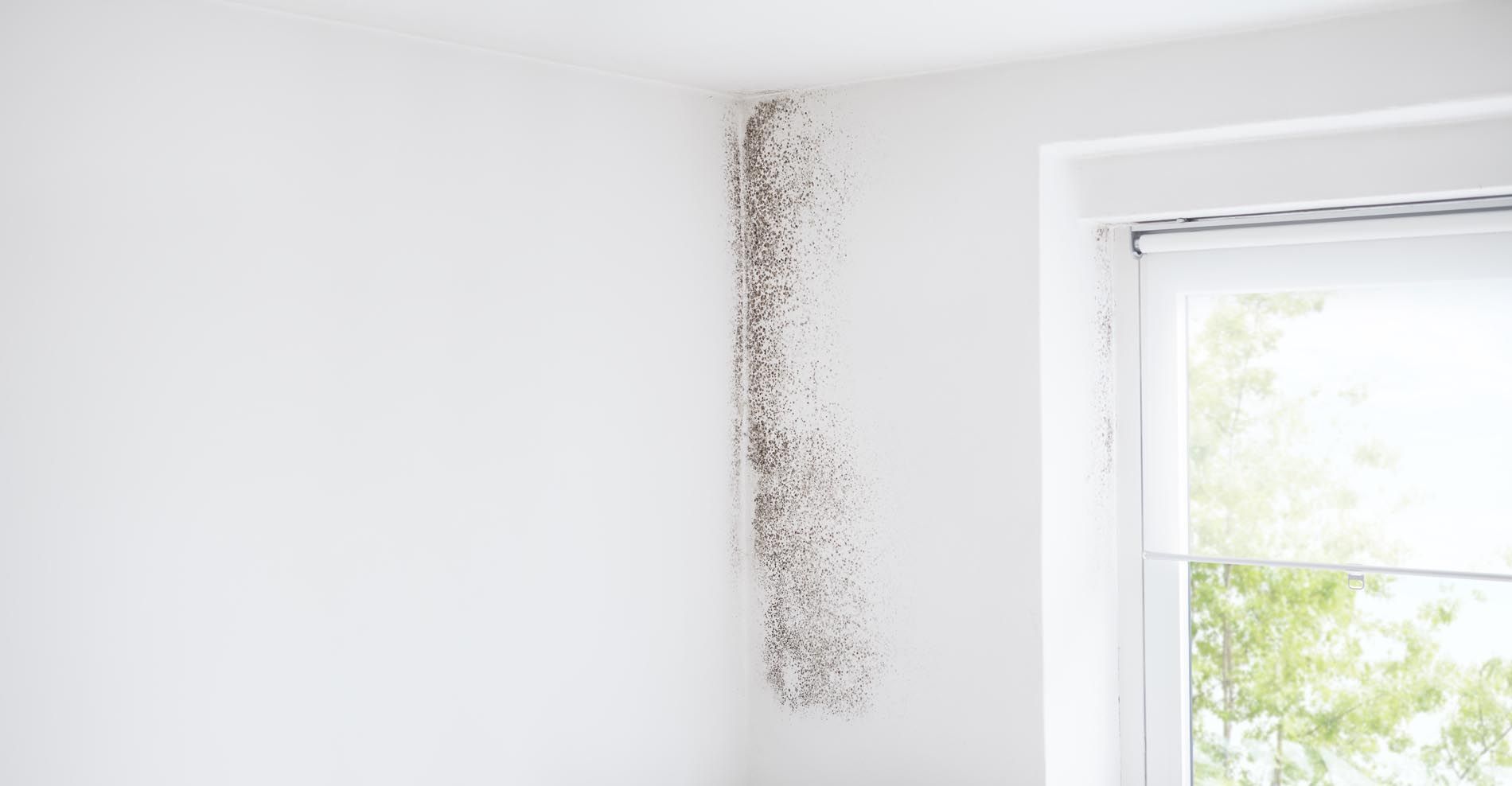 A white wall with black mold growing on it next to a window.