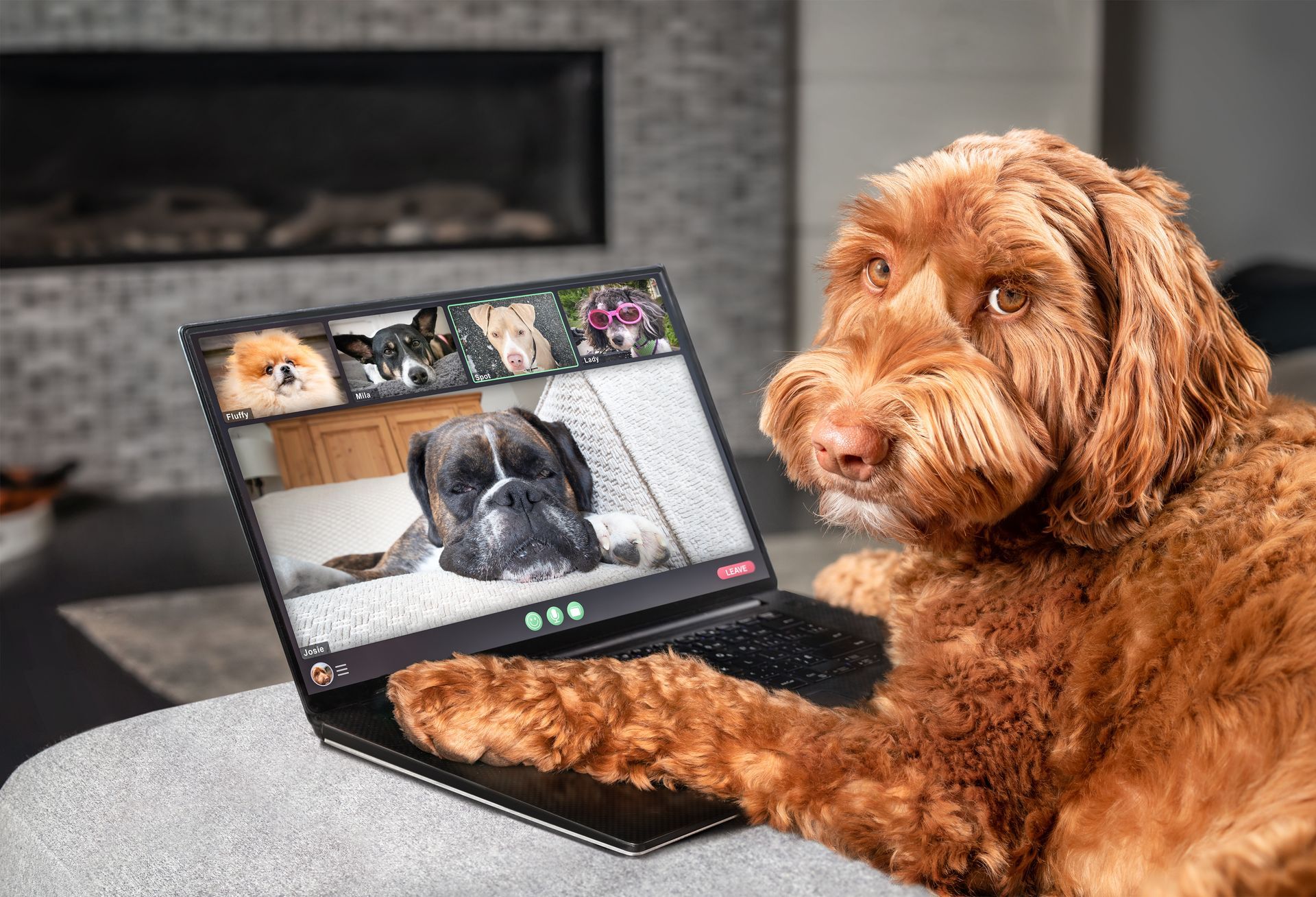 A dog is sitting in front of a laptop computer.