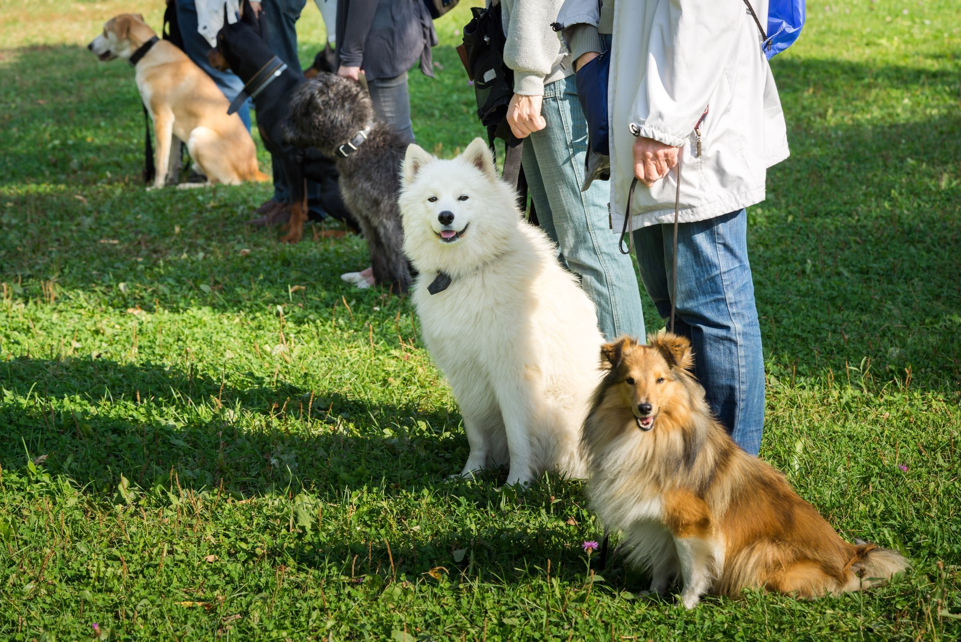 A group of people are standing next to their dogs in a park.