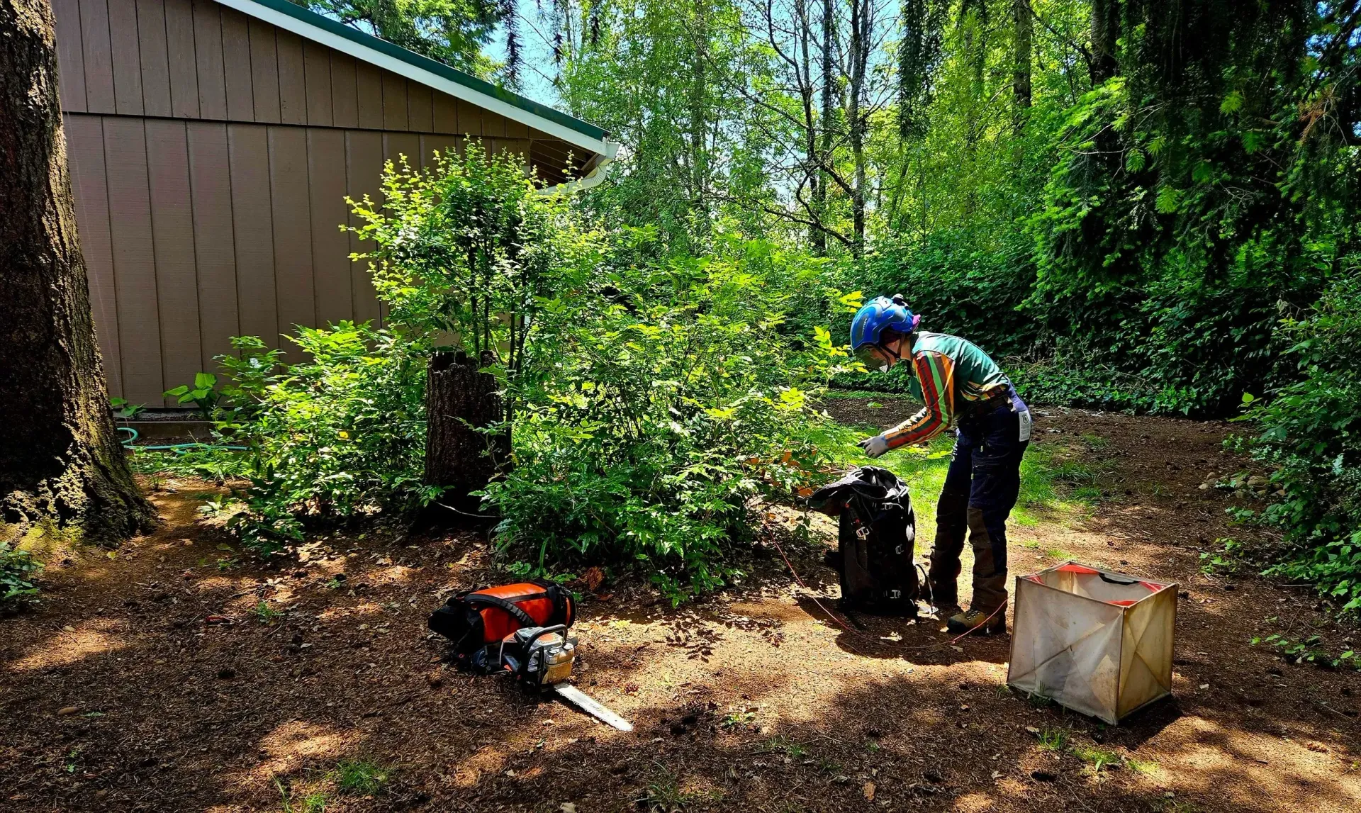 A man is cutting a tree with a chainsaw in the woods.