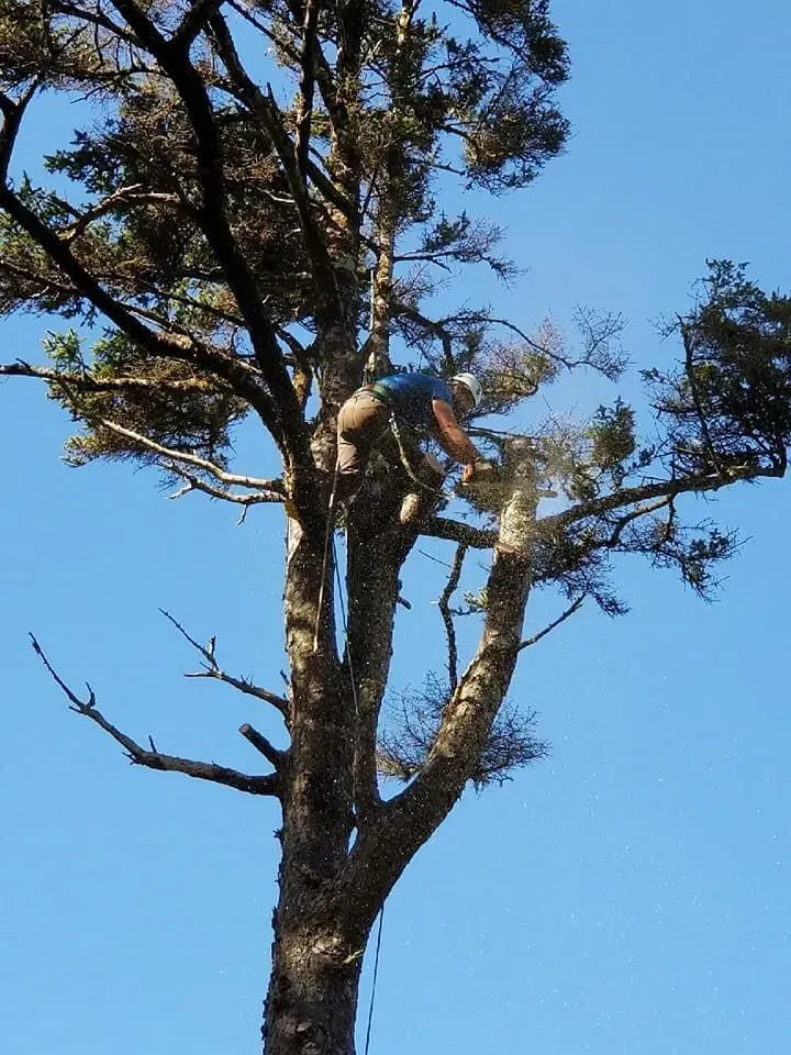 A man is climbing a tree with a blue sky in the background