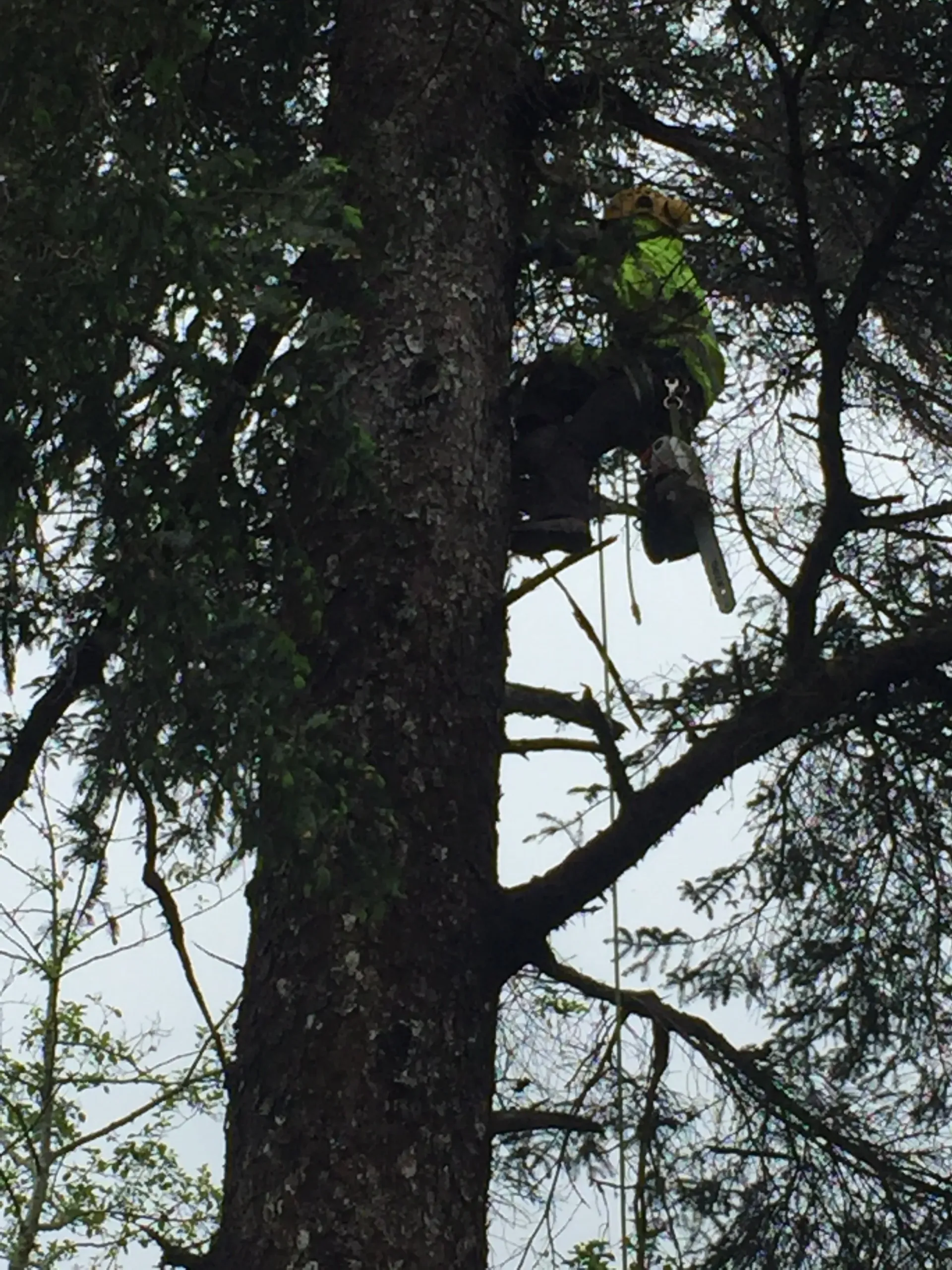 A man is climbing a tree with a chainsaw