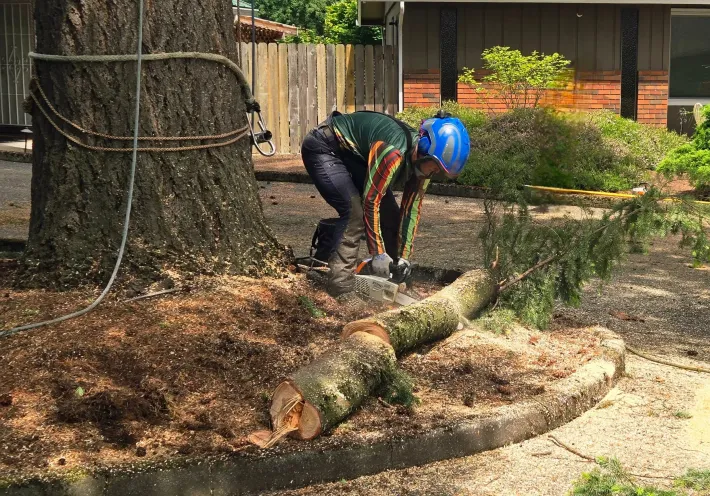 A man is cutting down a tree with a chainsaw.