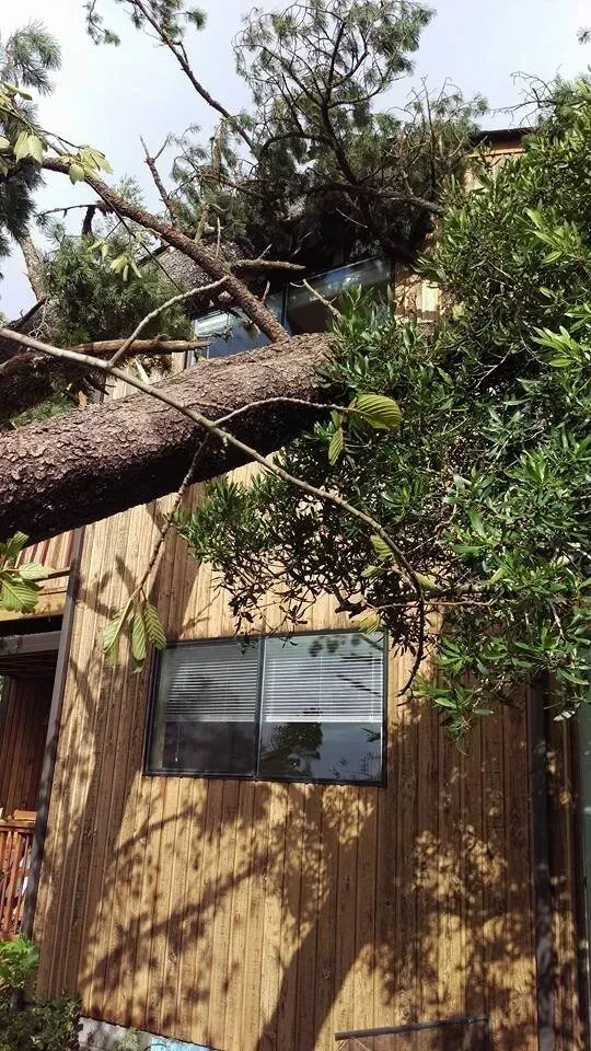 A tree has fallen on top of a building.