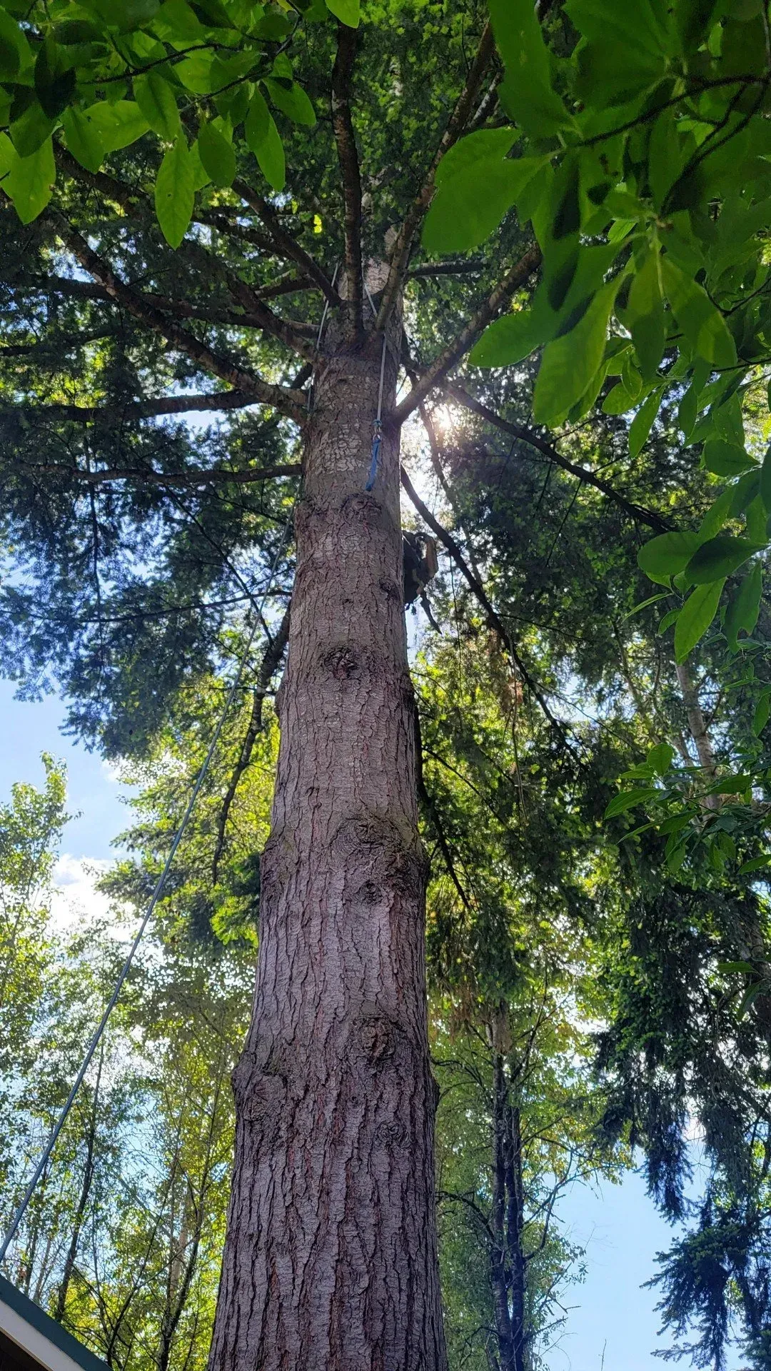 A large tree with lots of leaves is surrounded by other trees.