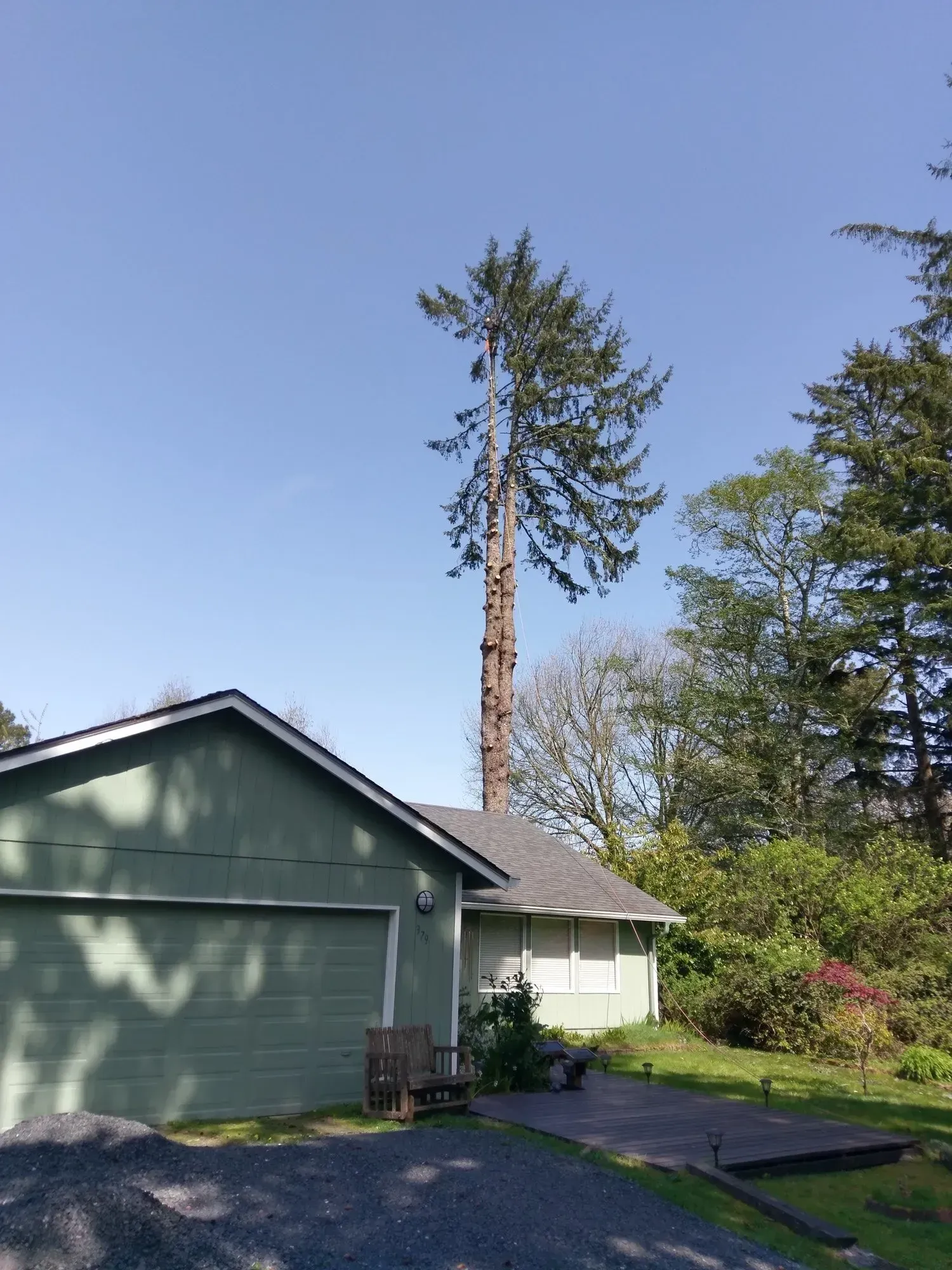 A green house with a large tree in front of it