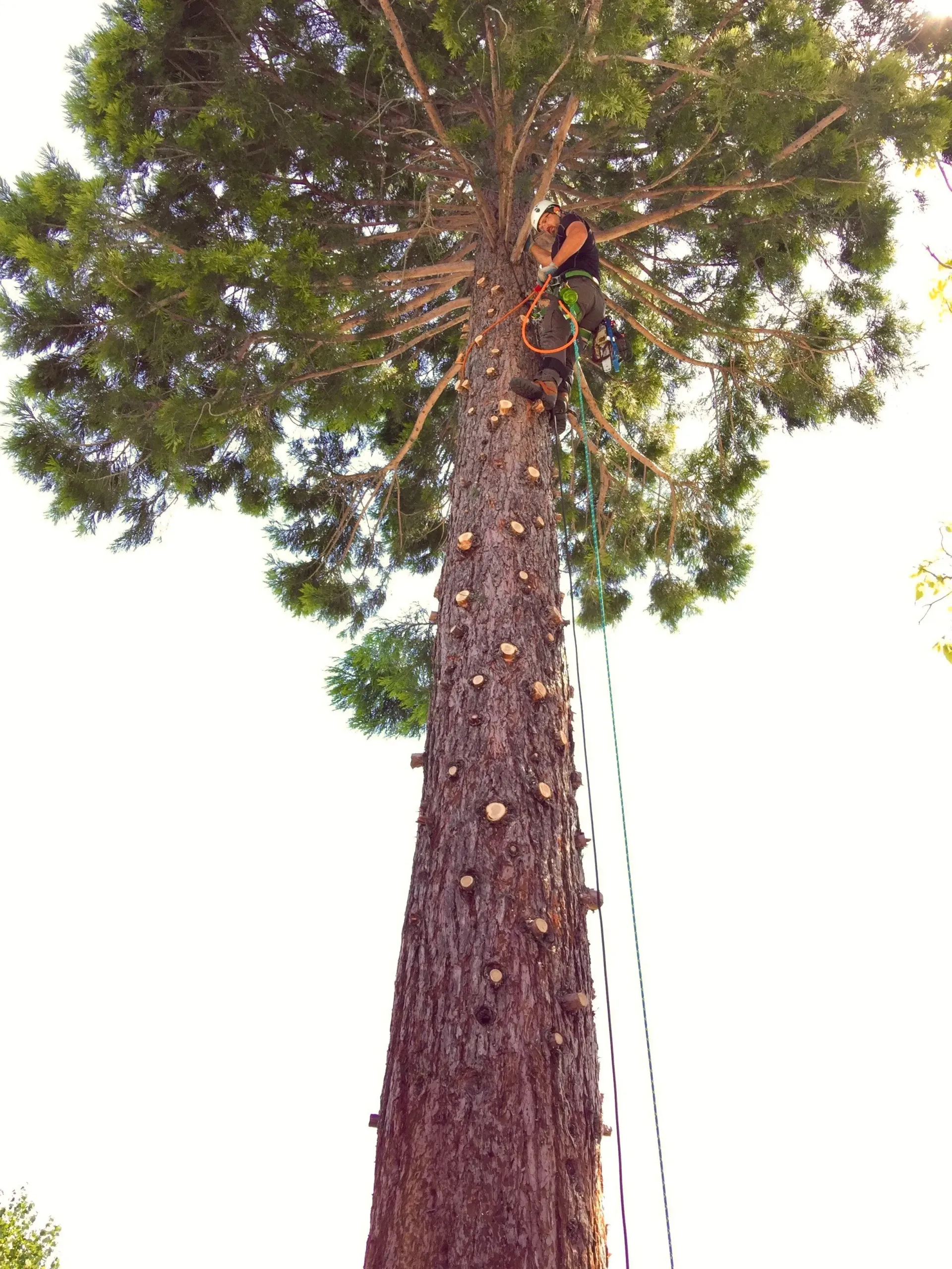 A man is climbing up a very tall tree.