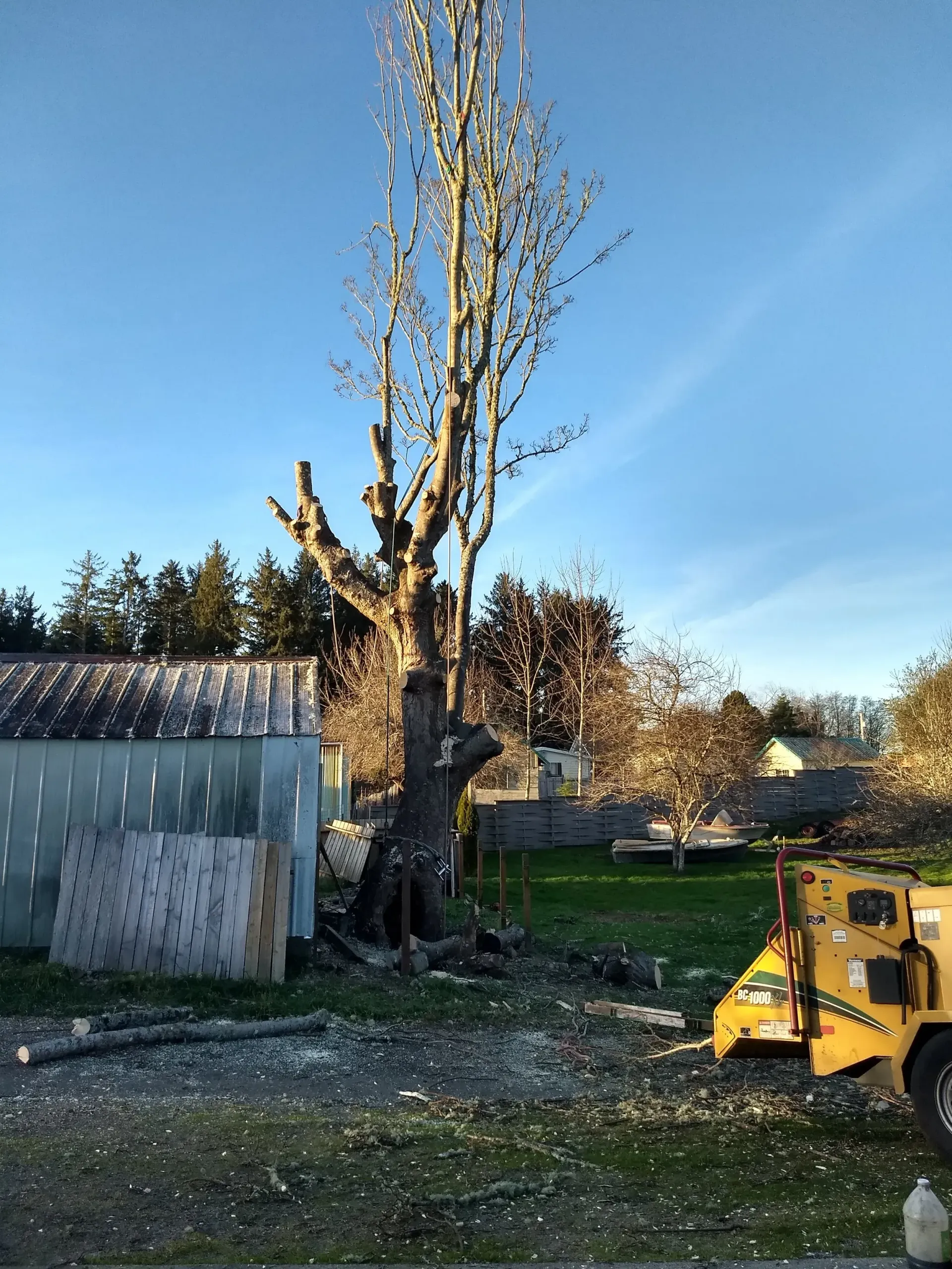A tree is being cut down by a machine in a yard.