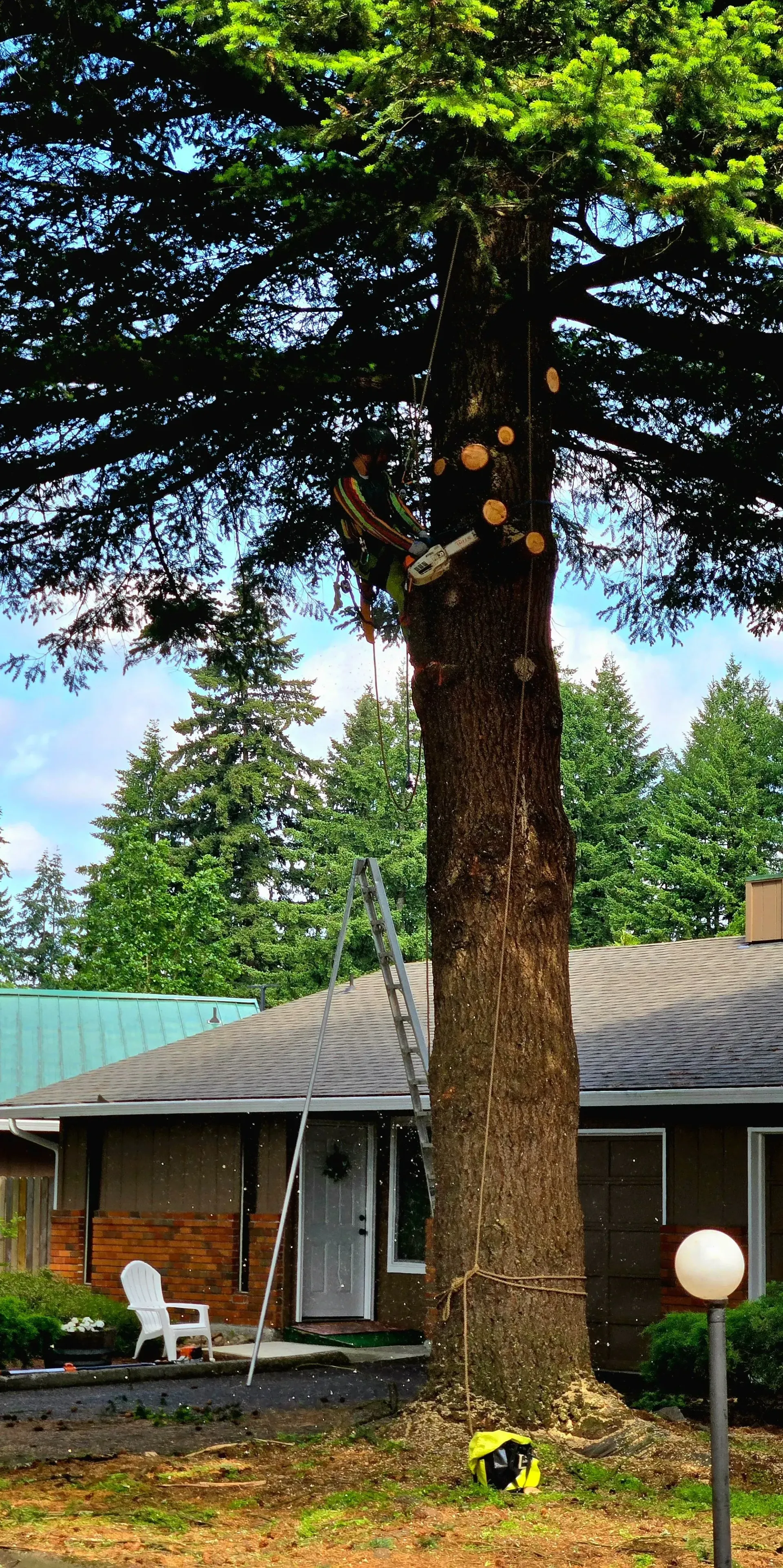 A large tree is being cut down in front of a house.